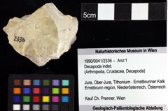 Foto (Objket + Etiketten) von Decapoda indet. 